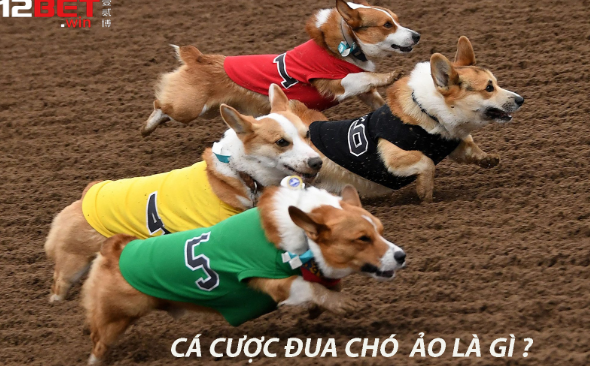 Cá cược đua chó ảo 12Bet Cá cược đua chó ảo 12Bet