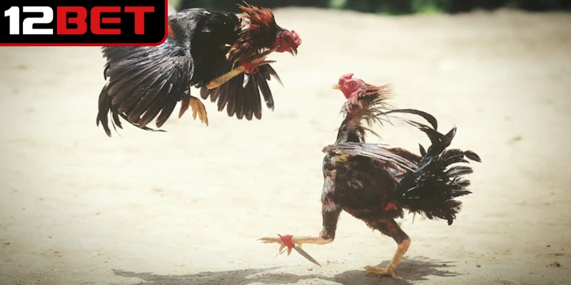 Đá Gà Ăn Tiền - Hình Thức Giải Trí Sôi Động Cuốn Hút 3 Hiểu rõ luật chơi giúp người mới tham gia đá gà ăn tiền tự tin hơn, giảm rủi ro