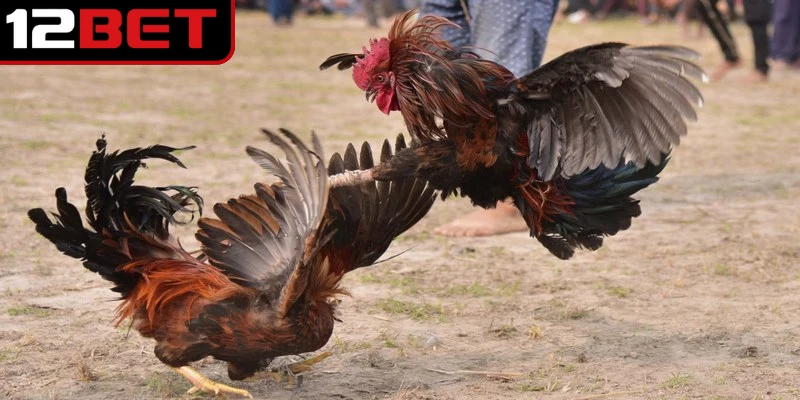 Đá Gà Ăn Tiền - Hình Thức Giải Trí Sôi Động Cuốn Hút 2 Đá gà ăn tiền là hình thức đặt cược và tham gia trực tiếp vào các trận đấu