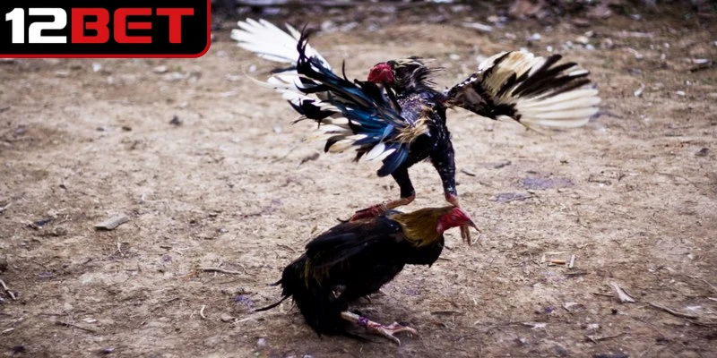 Đá Gà Cựa Sắt Trực Tuyến - Giải Mã Sức Hút Các Trận Đấu 2 Đá gà cựa sắt trực tuyến mang đến trải nghiệm chân thực và sống động