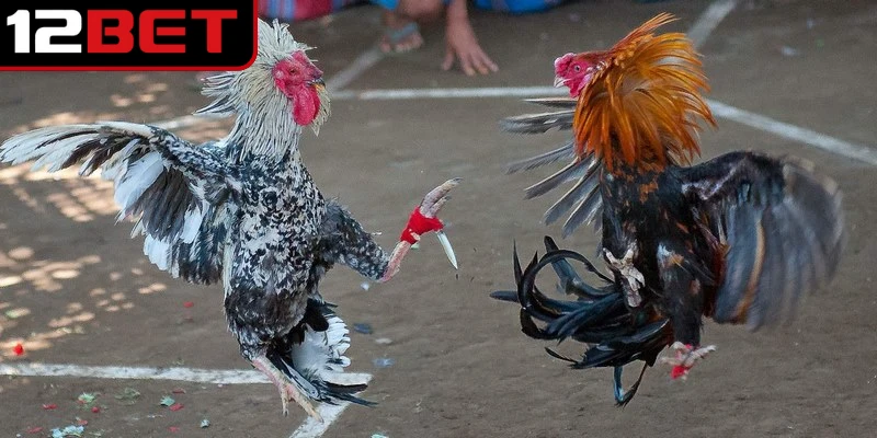 Đá Gà Cựa Sắt Trực Tuyến - Giải Mã Sức Hút Các Trận Đấu 3 Các trận đá gà cựa sắt trực tuyến vẫn tuân thủ nghiêm ngặt các quy định về luật