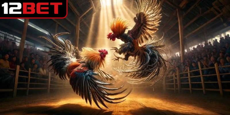 Hệ thống kèo cược chọi gà đa dạng, phong phú và kịch tính