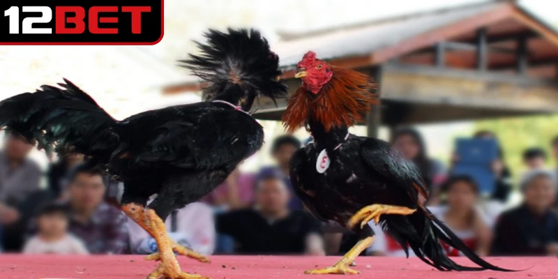 Đá Gà Trực Tiếp Thomo 24/7 - Xem Hay, Cá Cược Chuẩn 2 Đá gà trực tiếp Thomo 24/7 là hình thức phát sóng các trận đấu diễn ra liên tục.