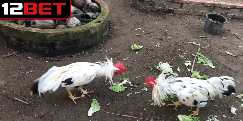 Gà Bướm – Cách Chọn Màu Gà Hợp Mệnh Cho Người Chơi Mới 4 Bí quyết chọn màu chân gà bướm để nâng cao khả năng thắng trên sàn đấu