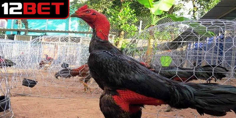 Gà Chọi Việt Nam - Khám Phá Những Giống Chiến Kê Độc Nhất 2 Gà chọi Việt Nam được đánh giá là đẹp được tuyển chọn kỹ lưỡng