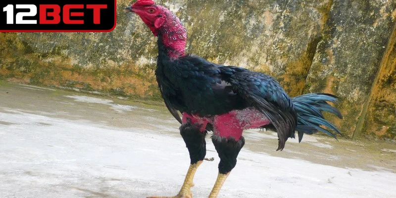 Gà Chọi Việt Nam - Khám Phá Những Giống Chiến Kê Độc Nhất 4 Gà đòn Bình Định là một trong những giống chọi danh tiếng nhất