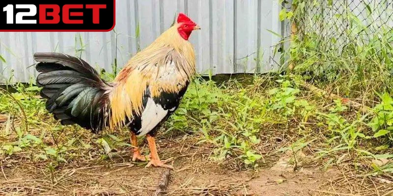 Tìm hiểu dấu hiệu để người chơi nhận biết gà chuối là gì