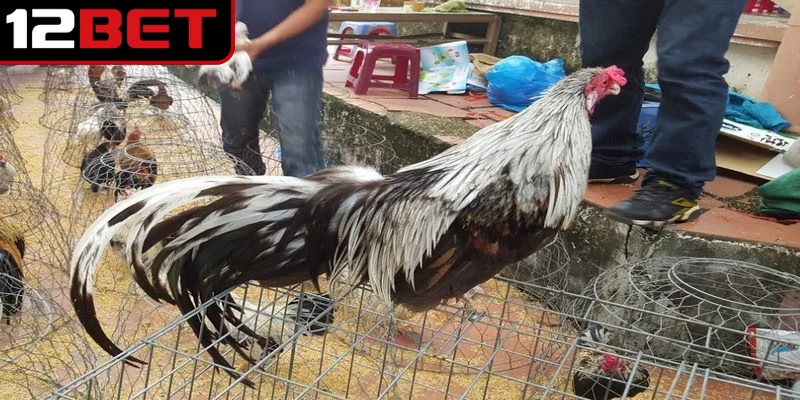 Gà đá Cao Lãnh sở hữu thân hình cân đối, cơ bắp phát triển mạnh