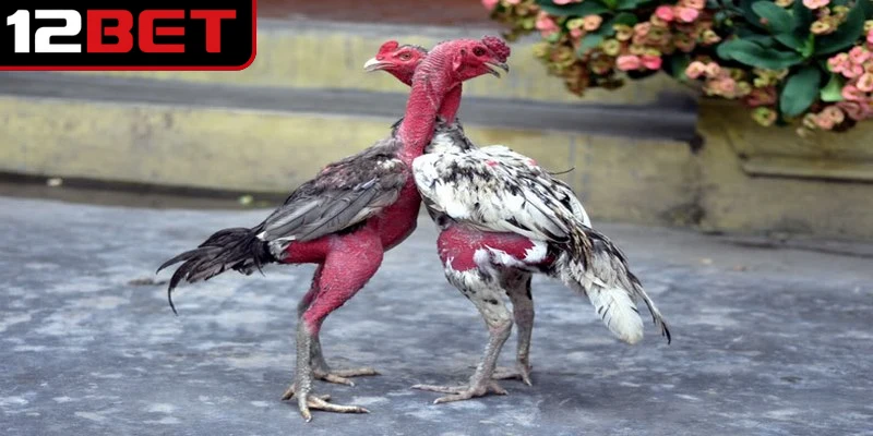 Gà Xám Là Gì? Khám Phá Giống Gà Chiến Sở Hữu Sức Mạnh 4 Tìm hiểu từng dòng gà đặc trưng khi đã biết gà xám là gì