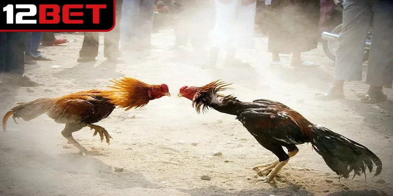 Thuật Ngữ Đá Gà - Cẩm Nang Ý Nghĩa Chi Tiết Tối Ưu 4 Các tình huống cần áp dụng thuật ngữ cá cược chọi kê online