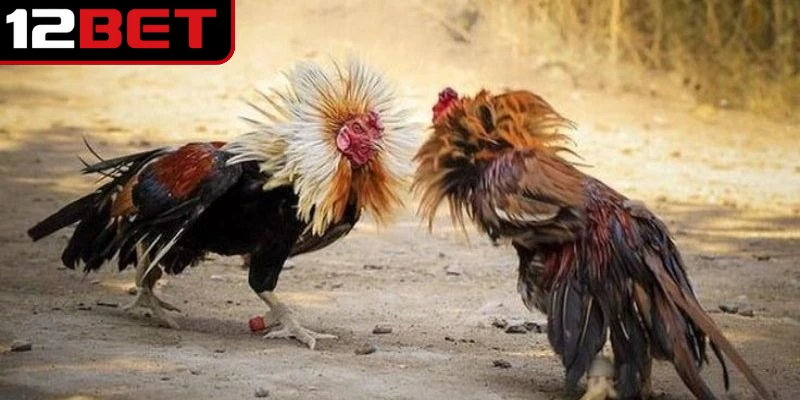 Thuật Ngữ Đá Gà - Cẩm Nang Ý Nghĩa Chi Tiết Tối Ưu 2 Thuật ngữ đá gà luôn được nhắc đến trong mọi sự kiện so tài