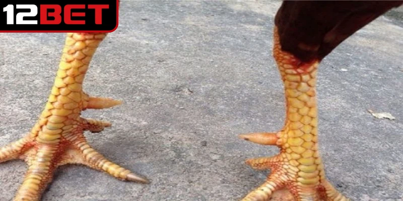 Vảy gà huyền trâm là dấu hiệu nhận biết của chiến kê với sức chiến đấu mạnh